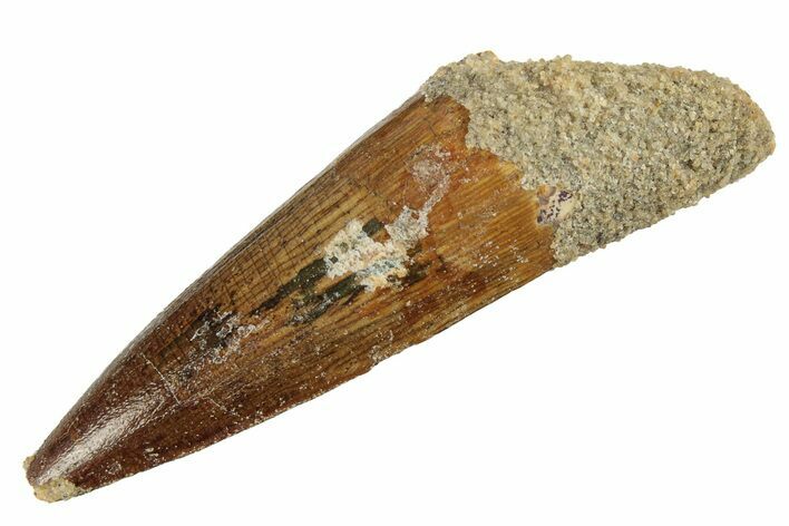 Fossil Spinosaurus Tooth - Real Dinosaur Tooth #226328